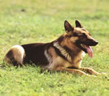 Adestramento de cães na Ilha do Governador